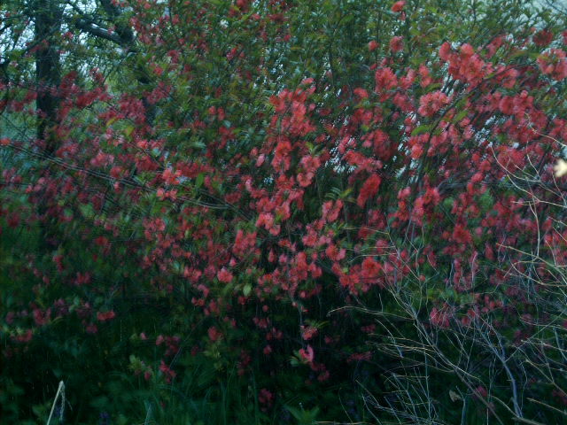 IMAG0110