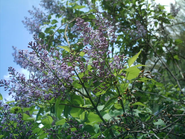 IMAG0051