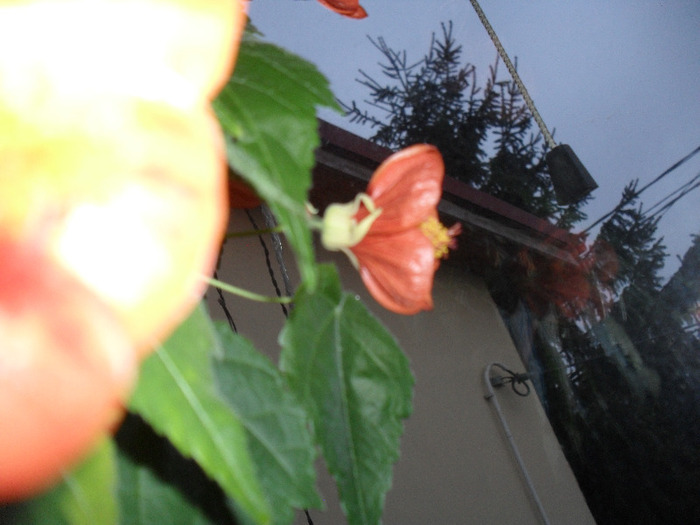 SAM_0199 - Aprilie 2011