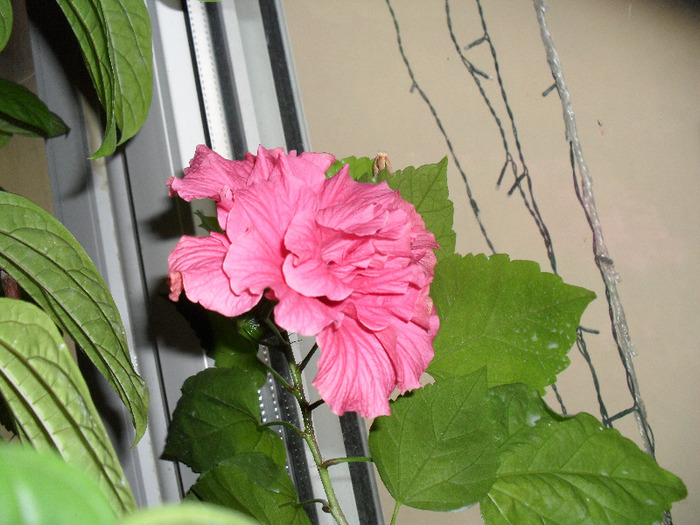 SAM_0200 - Aprilie 2011