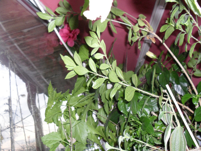 SAM_0201 - Aprilie 2011