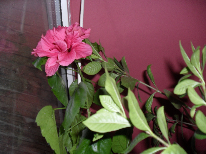 SAM_0202 - Aprilie 2011