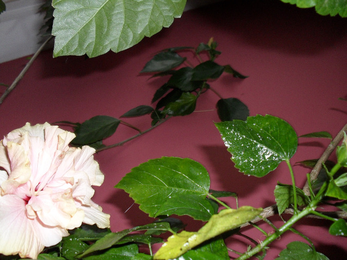 SAM_0203 - Aprilie 2011