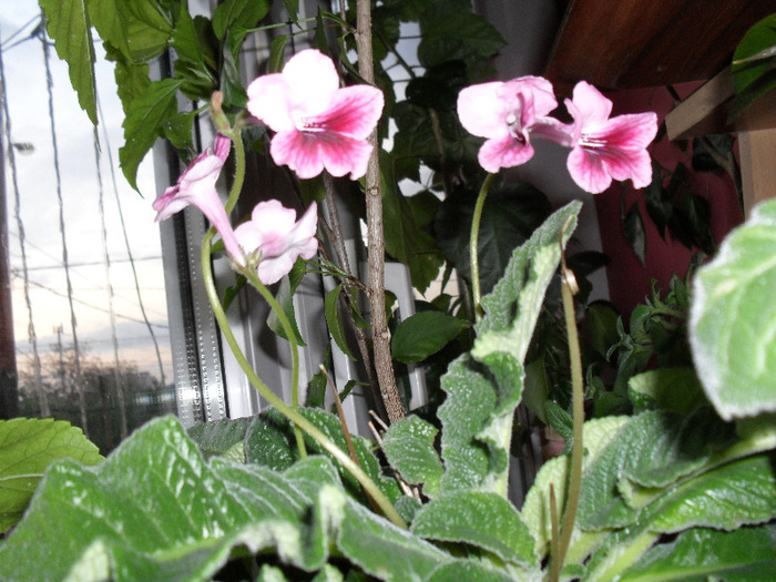 SAM_0205 - Aprilie 2011