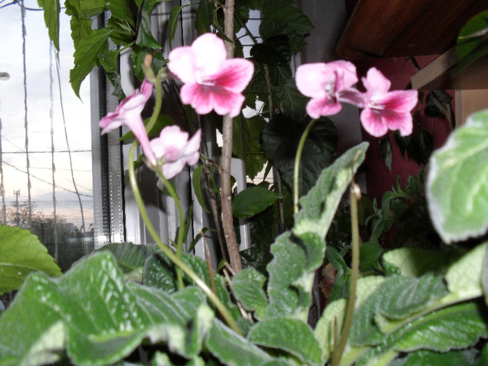 SAM_0206 - Aprilie 2011