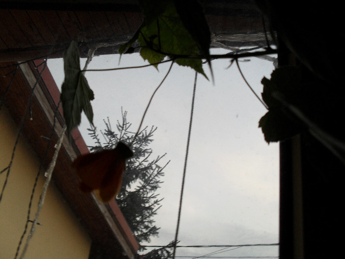 SAM_0208 - Aprilie 2011