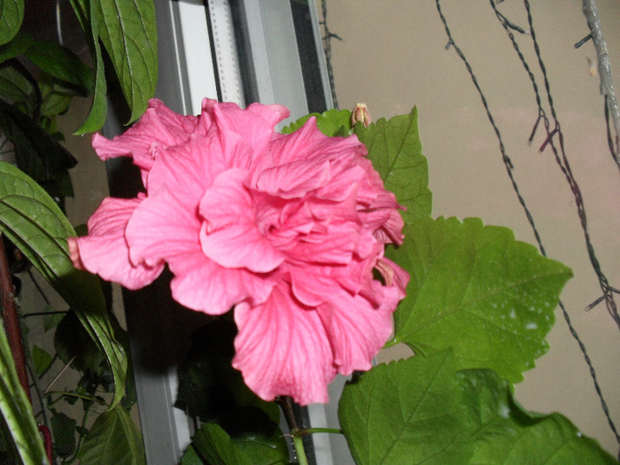 SAM_0209 - Aprilie 2011