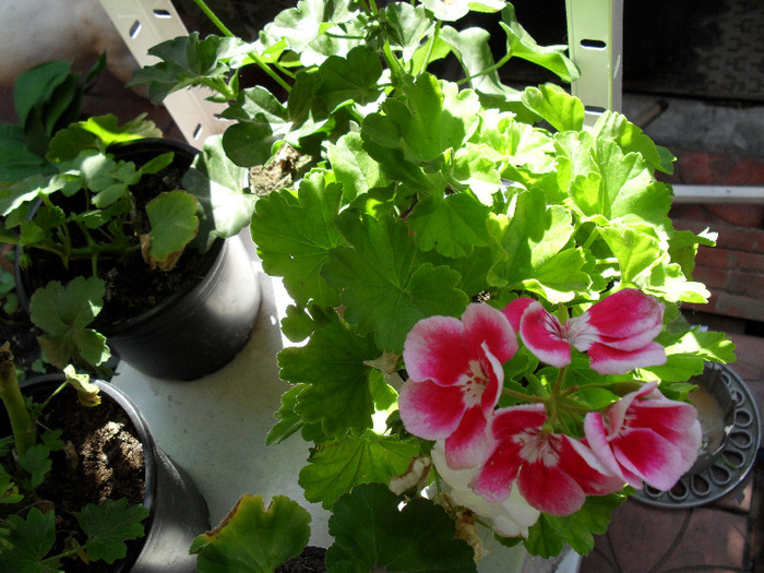 SAM_0210 - Aprilie 2011