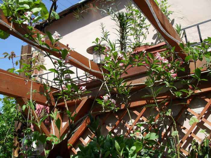 SAM_0211 - Aprilie 2011