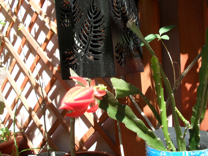 SAM_0213 - Aprilie 2011