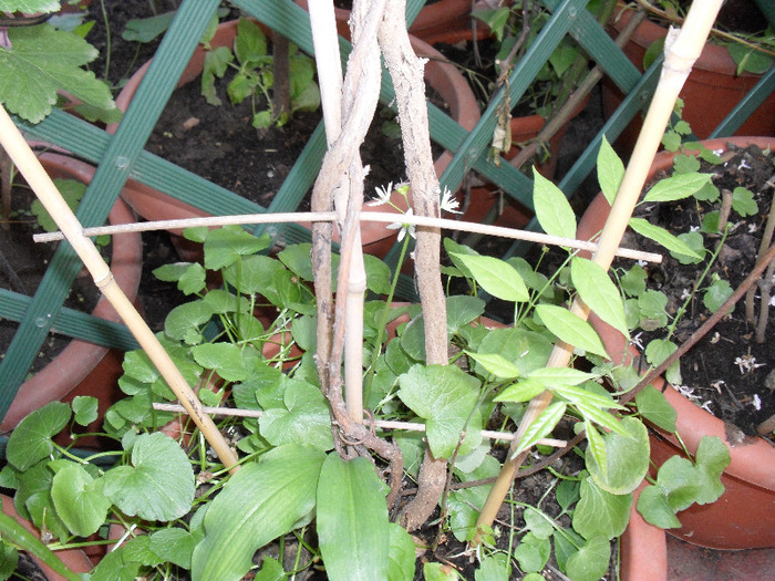 SAM_0214 - Aprilie 2011