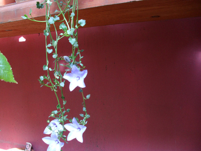 SAM_0215 - Aprilie 2011