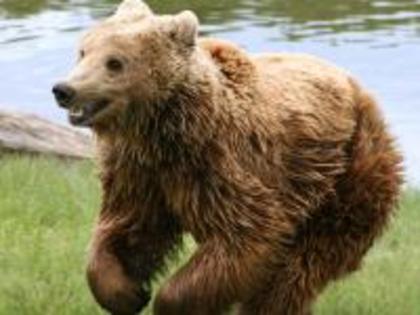 1763-brown-bear-1600-x-1200-animal-wallpaper-desktop