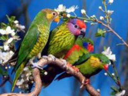 1765-budgerigar-1600-x-1200-animal-wallpaper-desktop