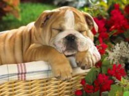 1770-bulldog---english-bulldog-1600-x-1200-animal-wallpaper-desktop