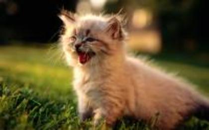 1811-desktop-wallpaper-animals-blue-point-birman-kitten