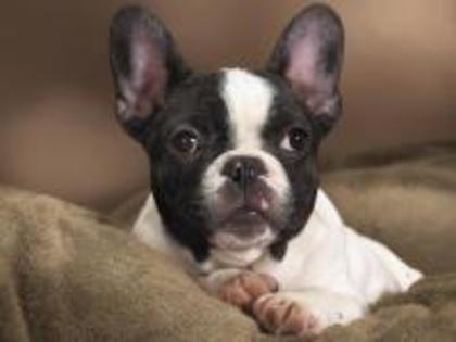 1813-desktop-wallpaper-animals-boston-terrier