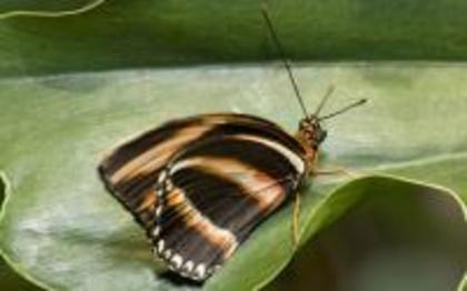 1817-desktop-wallpaper-animals-butterfly-high-resolution-desktop-wallpaper