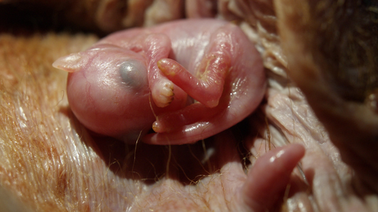 3708_In_the_Womb_Extreme_Animals-02_05320299