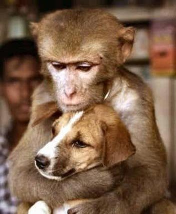 animal-friendship_14 - Xx Animals