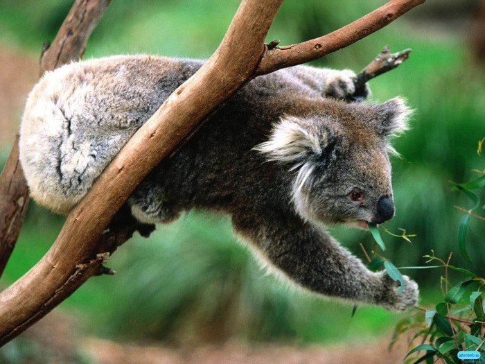 animals Images
