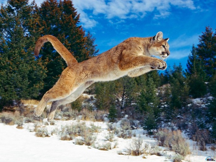 animals_563