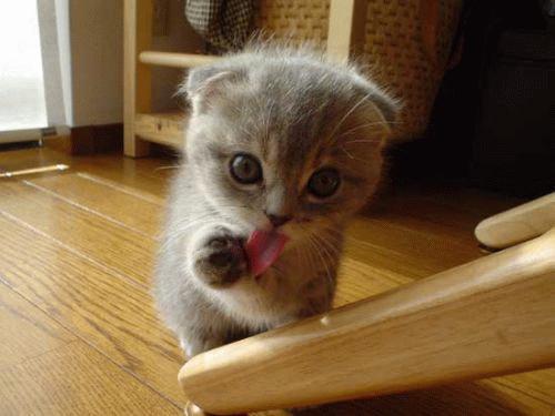 cute-animals-13