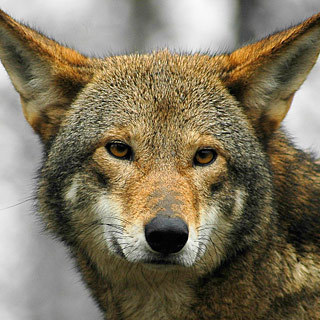 how-do-zoos-help-endangered-animals_1
