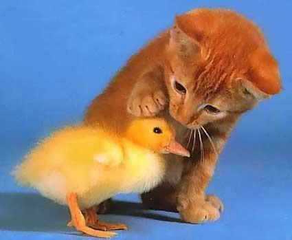 logo1_funny_cool_cute_animals-s425x349-26142-580