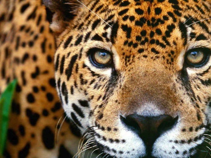 Screensaver-Animals-Collection-1_1
