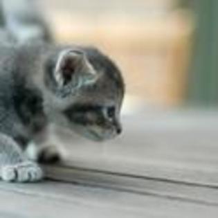 tn--keen-watcher-kitten-pictures