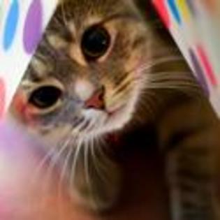 tn--kitten-inside-curtain-kitten-pictures