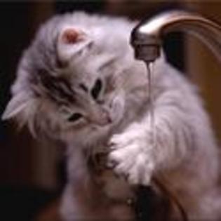 tn--kitten-pictures-wash-your-hands-before-lunch