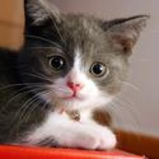 tn--kitten-pictures-who-is-over-there