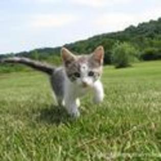 tn--playing-widw-open-pictures-of-kitten