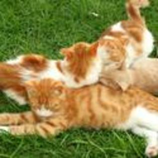 tn--we-all-live-togetther-pictures-of-kitten - Xx Animals