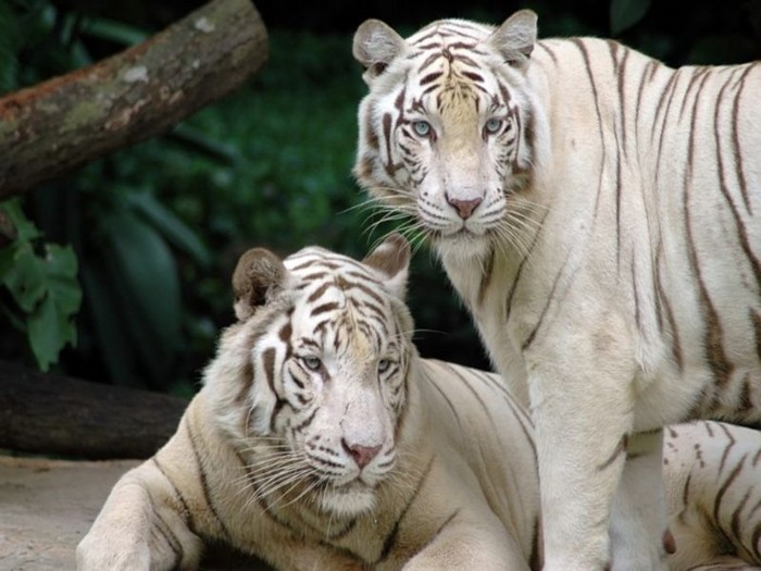 white-tigers-fierce-animals