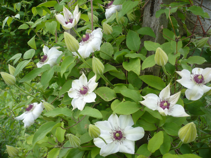 miss bateman - clematis