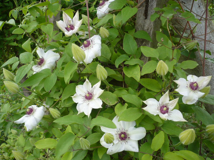 022 - clematis