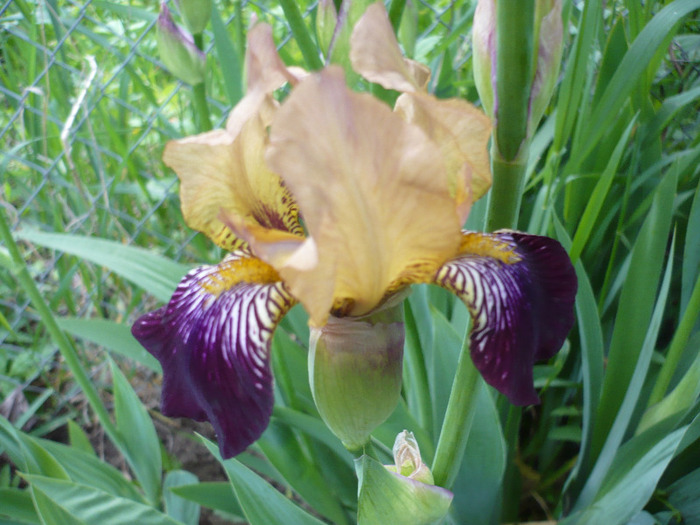 014 - irisi 2011