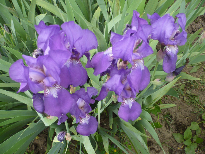 021 - irisi 2011