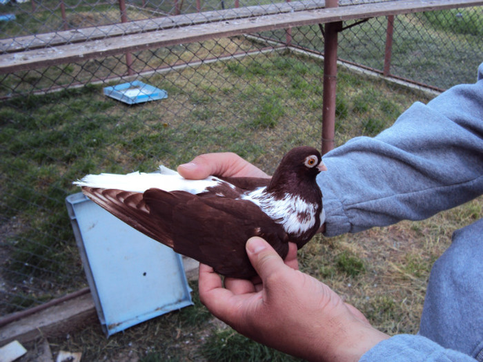 DSC02292 - Mihai Mihaita