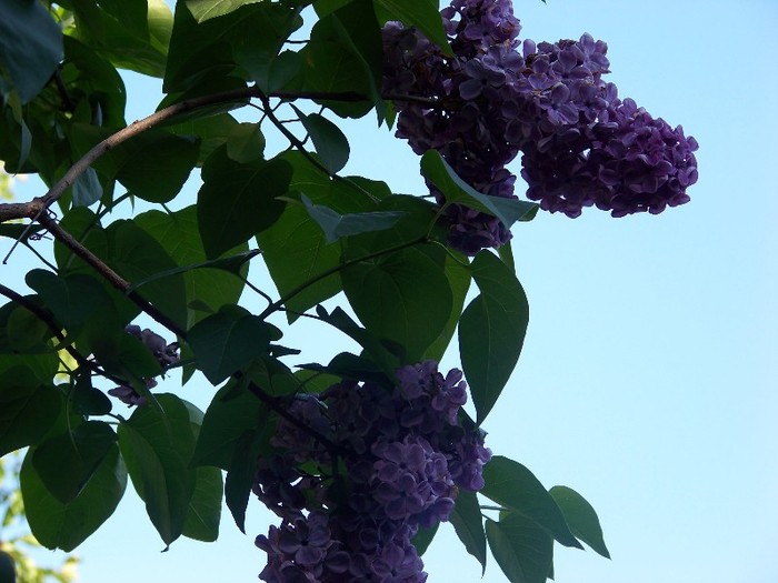 100_4186 - MAI 2011