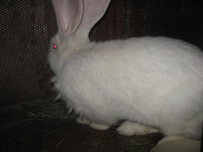 Mascul la 1,3 ani; marele alb, 1,3 ani, greutate 8 kg
