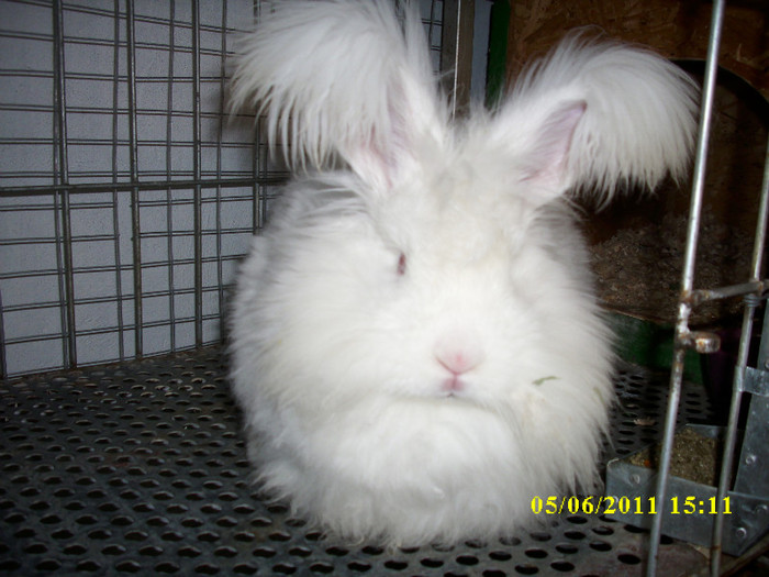 femela - Iepuri - ANGORA  URIAS - ARHIVA