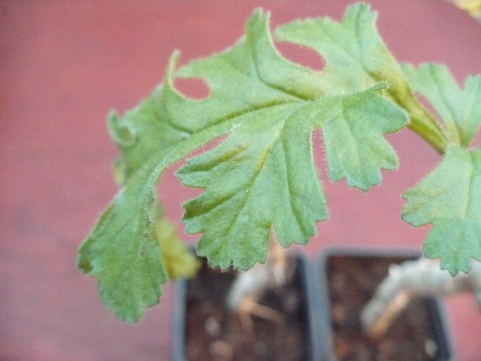 Detaliu frunza Pelargonium ferulaceum; 10.05.2011
