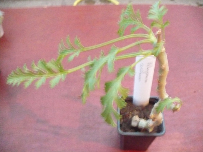 Pelargonium carnosum; 10.05.2011
