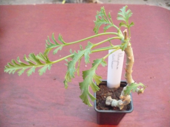 Pelargonim carnosum; 10.05.2011
