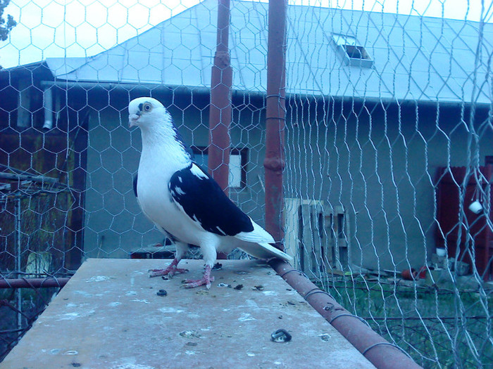 Dat in Spania - D- Porumbei JUCATORI DE GALATI VANDUTI Album 1