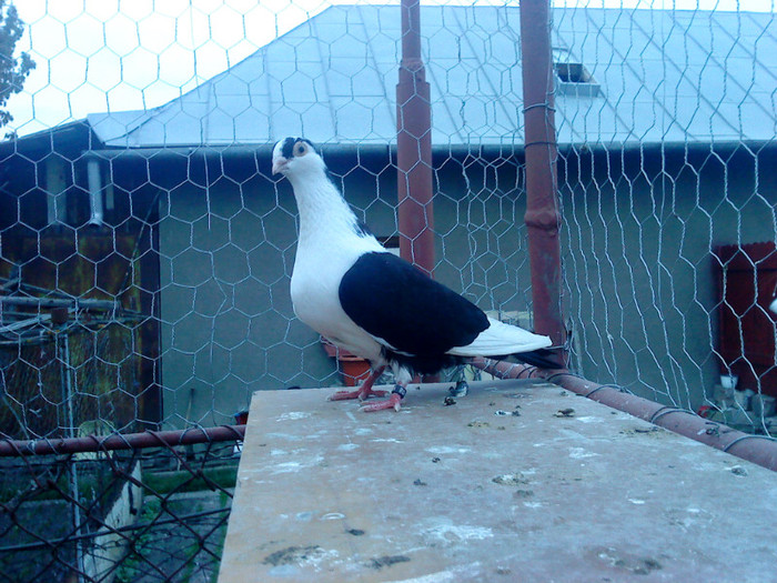 Data in Spania - D- Porumbei JUCATORI DE GALATI VANDUTI Album 1